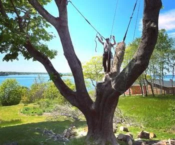 JSK climber roped into a large tree overlooking the water