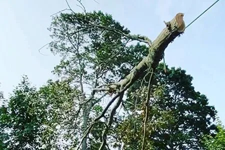 Large limb being taken down from a tall tree near utility lines