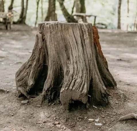Tree stump ready for removal