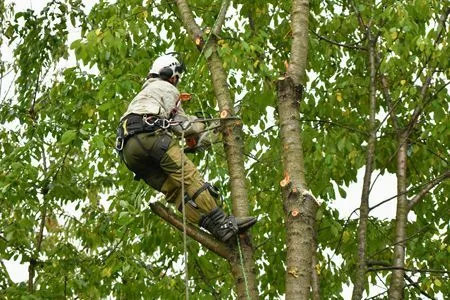 JSK climber roped into a tree canopy